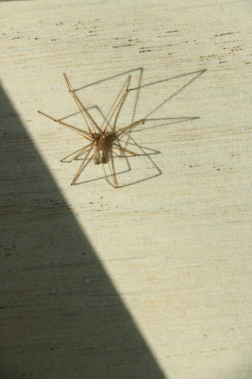 Spider on a white floor. Paws and shadows of the sun. - MyVideoimage.com