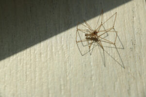 Spider on a white floor. Paws and shadows of the sun. - MyVideoimage.com