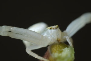 Spider on leaf. White spider on the petiole of a leaf. Stock photos. - MyVideoimage.com | Foto stock & Video footage