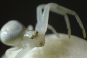 Spider snout. White spider on the petals of a flower. Stock photos. - MyVideoimage.com | Foto stock & Video footage