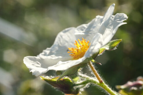 Spiegazzati. Macro shot of flowering with small plant roses typical of the Mediterranean garden with crumpled petals. Immagini fiori - MyVideoimage.com | Foto stock & Video footage