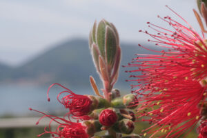 Spighe di fiori rossi. Macro Photo of Callistemon flowers in a garden overlooking the Ligurian sea. Spikes of red flowers in spring with the background of the sea. - MyVideoimage.com | Foto stock & Video footage