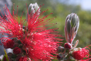 Spighe rosse. Macro fotografia di fiori di Callistemon in un giardino che si affaccia sul Mar Ligure. - MyVideoimage.com | Foto stock & Video footage