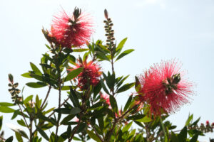 Spikes of flowers. Spikes of red flowers with vegetation in spring in the garden. - MyVideoimage.com | Foto stock & Video footage