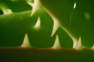 Spine piante grasse. Thorns of succulent leaves resemble shark teeth. Macro photo of aloe vera. - MyVideoimage.com | Foto stock & Video footage