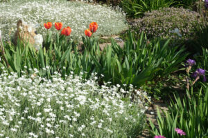 Spring flowering in the Mediterranean garden. Orange tulips, cerastium flowers and irises. - MyVideoimage.com | Foto stock & Video footage