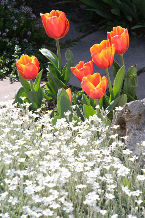 Spring flowering, mediterranean garden. flowering in the Mediterranean garden. Orange tulips and cerastium flowers. Foto di fiori - MyVideoimage.com | Foto stock & Video footage