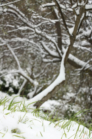 Sprouts from the snow. Strands of green grass sprout from the white snow fallen in Liguria, near the sea. In the background a tree without leaves. - MyVideoimage.com | Foto stock & Video footage