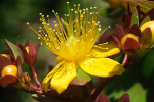 St. John’s wort. Yellow flower of St. John’s wort. Stock photos. - MyVideoimage.com | Foto stock & Video footage