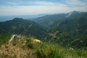 Stazzema from Monte Matanna. Apuan Alps mountains with flower in the foreground. Stock photos. - MyVideoimage.com | Foto stock & Video footage