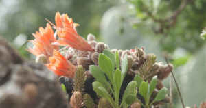 Succulent flowers moved by wind. Succulent flowers of orange color. Video footage.