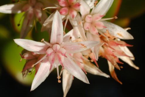 Succulent flowers. White and pink flowers of the succulent plant Crassula ovata. - MyVideoimage.com | Foto stock & Video footage