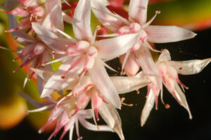 Succulent flowers. White and pink flowers of the succulent plant Crassula ovata. - MyVideoimage.com | Foto stock & Video footage