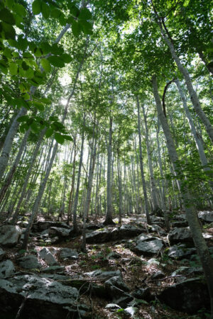 Sun in the forest. Forest of trees with rays of sunlight that illuminate. Stock photos. - MyVideoimage.com | Foto stock & Video footage