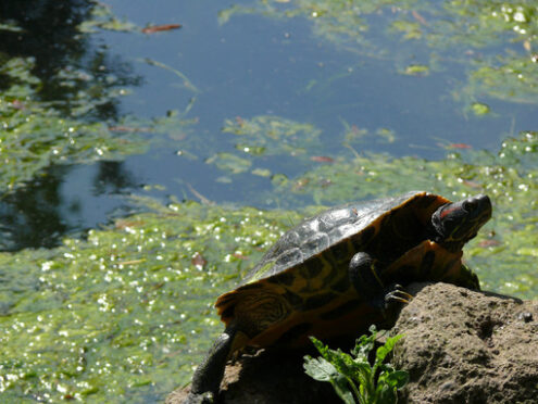 Sun turtle on a stone in a water pond. - MyVideoimage.com