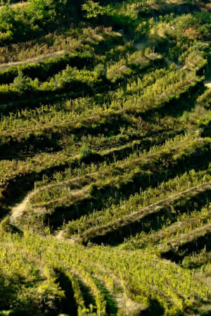 Terraced vineyards in Cinque Terre. Shiacchetrà vineyard in the Cinque Terre. Cultivation of the vine. - MyVideoimage.com | Foto stock & Video footage