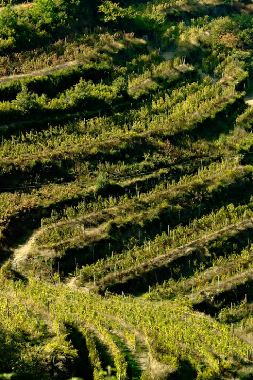 Terraced vineyards in Cinque Terre. Shiacchetrà vineyard in the Cinque Terre. Cultivation of the vine. - MyVideoimage.com | Foto stock & Video footage