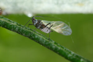 These small parasites, also called lice, weaken the plant organism by sucking up the nutrients. - MyVideoimage.com | Foto stock & Video footage