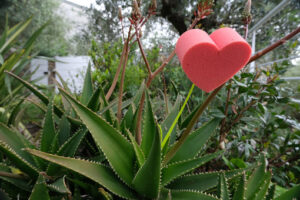 Thorns and love. Red heart in foam in the shape of a flower. Garden with succulents and aloe vera leaves with thorns with a heart symbolizing love. - MyVideoimage.com | Foto stock & Video footage