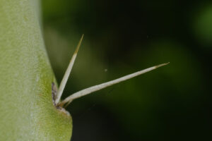 Thorns of a succulent on the spatula leaf of a prickly pear. - MyVideoimage.com | Foto stock & Video footage