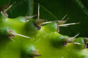 Thorns. Pointed thorns of a cactus plant. Stock photos. - MyVideoimage.com | Foto stock & Video footage