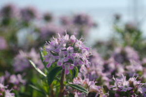 Thyme flower. Macro video of thyme flowers. - MyVideoimage.com | Foto stock & Video footage