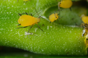 Tiny insect. Yellow aphids suck the sap from a leaf. Stock photos. - MyVideoimage.com | Foto stock & Video footage