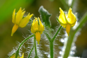 Tomato flowers. Tomato flowers on a plant move with the wind. Stock photos. - MyVideoimage.com | Foto stock & Video footage