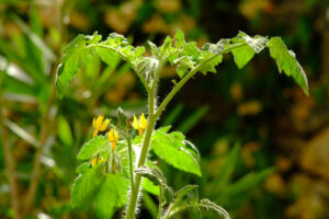 Tomato plant. Tomato plant move with the wind. Stock photos. - MyVideoimage.com | Foto stock & Video footage