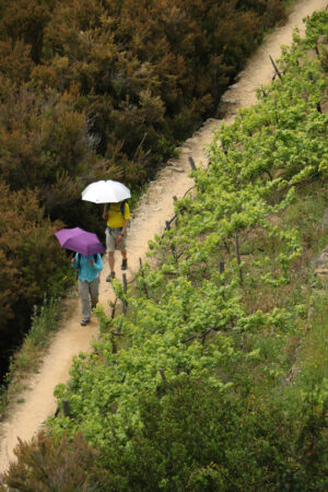 Tourists on the trails in the Cinque Terre. Trail with two tourists with an umbrella on the hills of the Cinque Terre. - MyVideoimage.com | Foto stock & Video footage