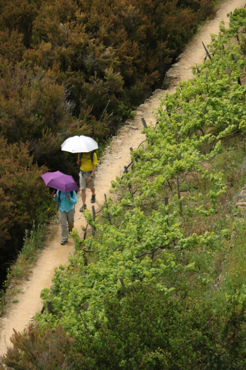 Tourists on the trails in the Cinque Terre. Trail with two tourists with an umbrella on the hills of the Cinque Terre. - MyVideoimage.com | Foto stock & Video footage