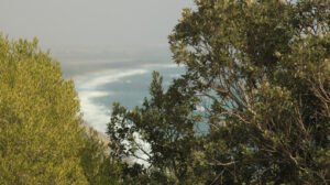 Tree fronds in the Tuscan countryside. In the background the Mar - MyVideoimage.com