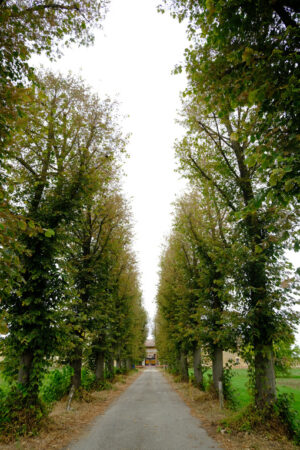 Tree lined avenue. Tree-lined avenue with row of trees. Stock photos. - MyVideoimage.com | Foto stock & Video footage