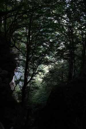 Trees in forest.  A path for trekking among tall trees in the Tuscan mountains of the Apuan Alps. - MyVideoimage.com | Foto stock & Video footage