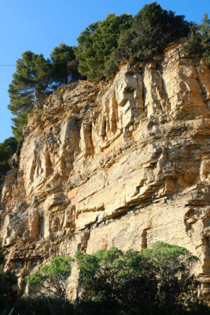 Trees on the rocks. Pine trees overhanging the rocks on the island of Palmaria near Portovenere. - MyVideoimage.com | Foto stock & Video footage