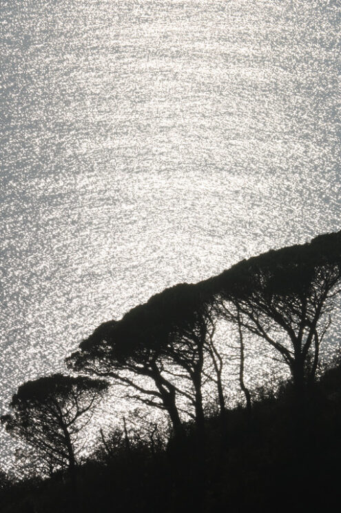 Trees on the sea. Silhouette of pine trees with the background of the sea shining at sunset in the natural park of the Cinque Terre in Liguria. - MyVideoimage.com | Foto stock & Video footage