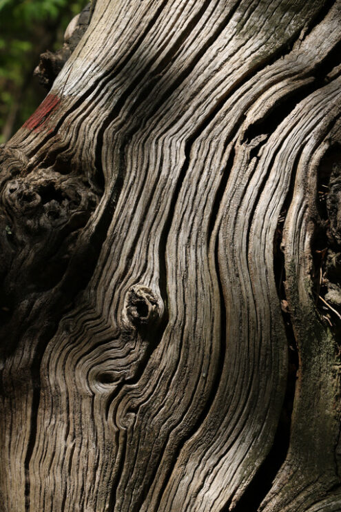 Tronco secco di albero. Dry trunk of an old tree with veins worn by the sun. - MyVideoimage.com | Foto stock & Video footage