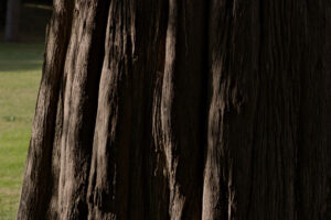 Trunk of tree. Reggia di Caserta, Italy. 10/27/2018. Monumental tree within the park. Detail of the trunk - MyVideoimage.com | Foto stock & Video footage