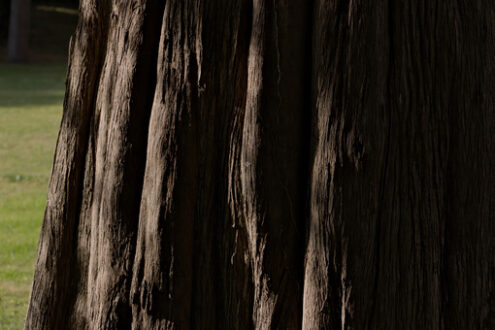 Trunk of tree. Reggia di Caserta, Italy. 10/27/2018. Monumental tree within the park. Detail of the trunk - MyVideoimage.com | Foto stock & Video footage