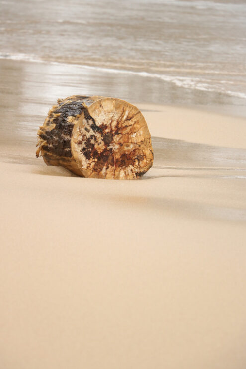 Trunk on the beach. Trunk of wood transported from the sea to the beach with golden sand. - MyVideoimage.com | Foto stock & Video footage