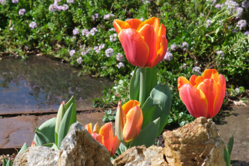 Tulip flowers. Orange tulip flowers in a garden. Beautiful spring bloom. - MyVideoimage.com | Foto stock & Video footage