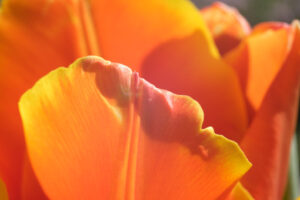 Tulipano arancione. Fioritura primaverile di un bulbo di tulipano. - MyVideoimage.com | Foto stock & Video footage