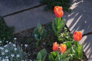 Tulipano in giardino roccioso. Bella fioritura di primavera con cerastium e timo. - MyVideoimage.com | Foto stock & Video footage