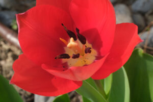 Tulipano rosso. Bel tulipano rosso in fioritura primaverile. - MyVideoimage.com | Foto stock & Video footage