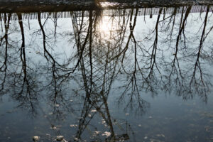 Turbigo. Milan. Lombardy. Italy. Reflection of a trellis in the water of the Naviglio Grande river - MyVideoimage.com