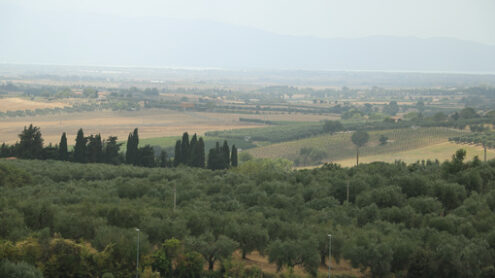 Tuscan hill panorama. Panoramic view of the vineyards for wine production - MyVideoimage.com | Foto stock & Video footage