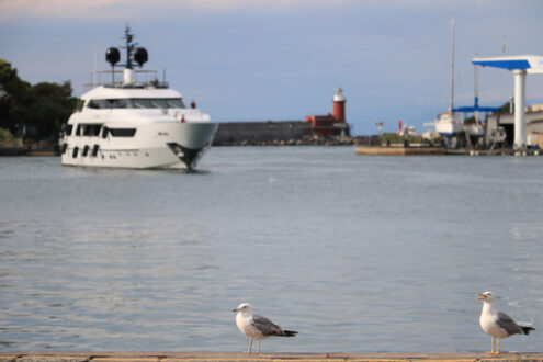 Two seagulls are walking on the quay of the port of Ischia, near - MyVideoimage.com