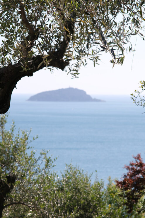 Uliveto Liguria. Golfo di La Spezia Olive grove on the Ligurian coast. In the gulf of La Spezia, near the Cinque Terre, a garden with olive trees. In the background the island. - MyVideoimage.com | Foto stock & Video footage