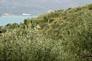 Uliveto in Liguria. Una collina coltivata a uliveto sopra il Golfo di La Spezia in Liguria. - MyVideoimage.com | Foto stock & Video footage