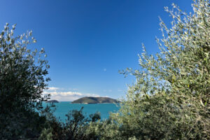 Uliveto mediterraneo. Golfo di La Spezia. Sullo sfondo le isole Palmaria e Tino - MyVideoimage.com | Foto stock & Video footage